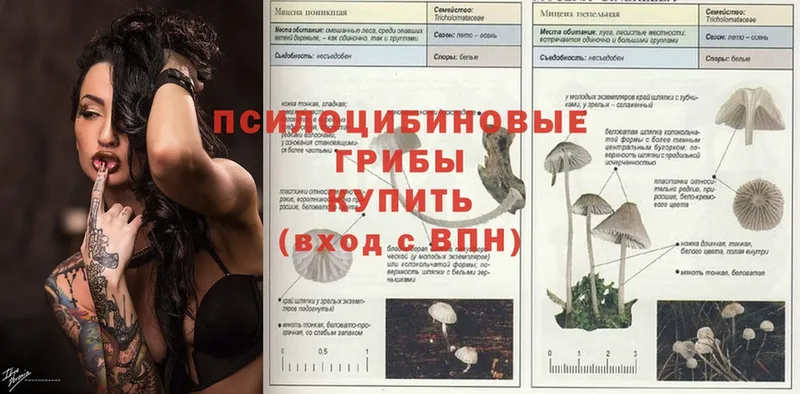 blacksprut маркетплейс  наркотики  Усть-Джегута  Галлюциногенные грибы Psilocybe 